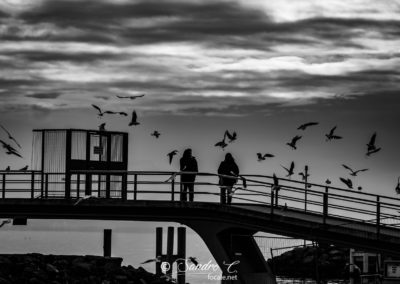 Bird Bridge - Lausanne Ouchy
